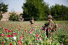 Drogenanbau Afghanistan Mohnfeld US-Soldaten Iran Schmuggel Hinrichtungen Kriminalität Drogendelikt Todesstrafe